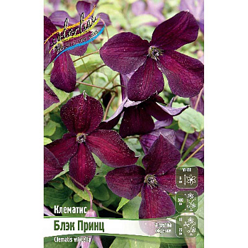 Клематис Блэк Принц I 2 шт
