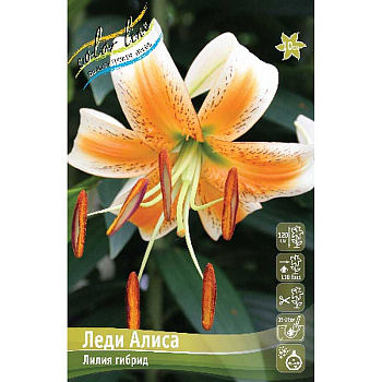 Лилия Леди Алиса 12/14 5 шт