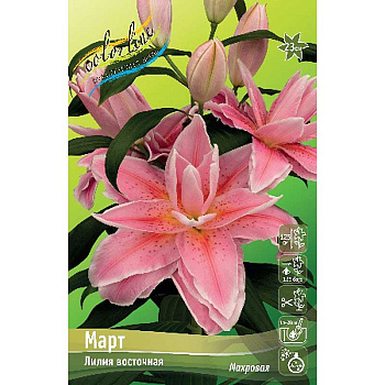 Лилия Март 13/16 5 шт