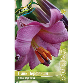 Лилия Пинк Перфекшн 16/18 25 шт Биг-Пак 13795