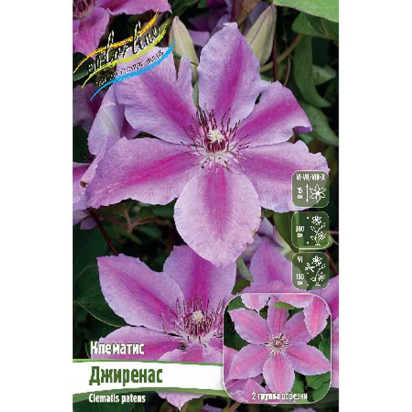 Клематис Джиренас I 2 шт