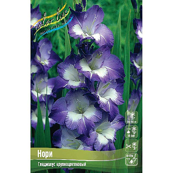 Гладиолус Нори 10/12 10 шт 