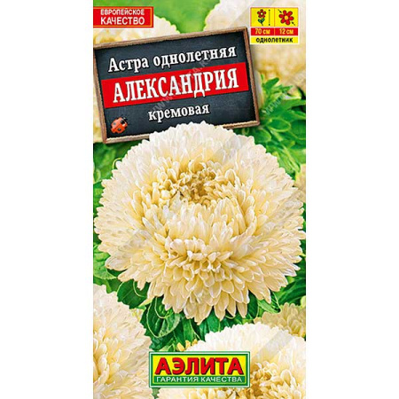 Астра Александрия кремовая Аэлита Ц 