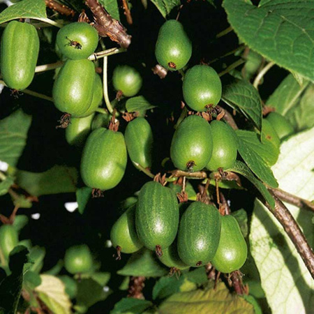 Актинидия Коломикта Сентябрьская P9 шт Садовита