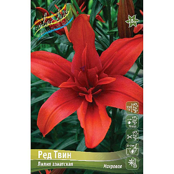 Лилия Ред Твин 12/14 25 шт Биг-пак 10092