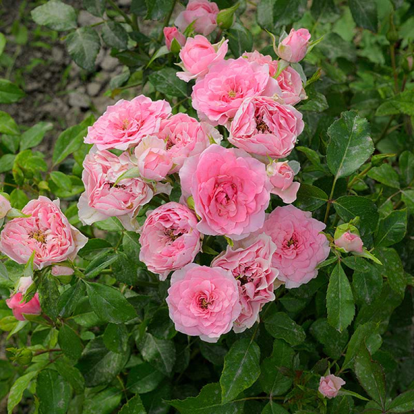 Роза Спрей Фрейлен Дэнс Садовита