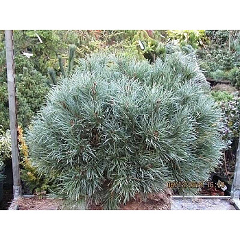 2534 Сосна Обыкновенная Чантри Блю C10 штамб 60cm ,шт