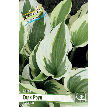 Хоста Силк Роуд 1 n 1 шт