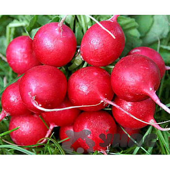 Редис Черриэт (Франция) Каприс