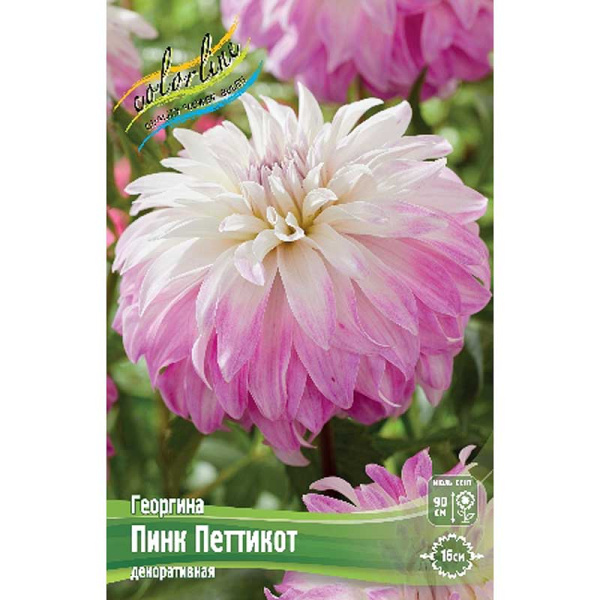 Георгина Пинк Петтикот I 1 шт