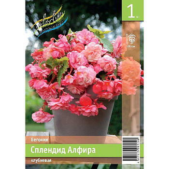Бегония Сплендид Алфира 5/6 1 Эконом шт