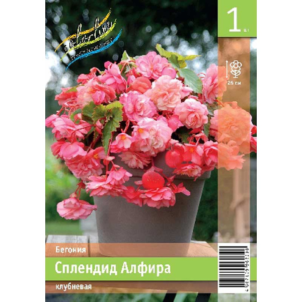Бегония Сплендид Алфира 5/6 1 Эконом шт