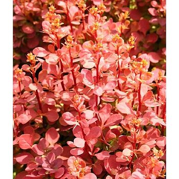 Барбарис Тунберга Оранж Санрайз P9 шт