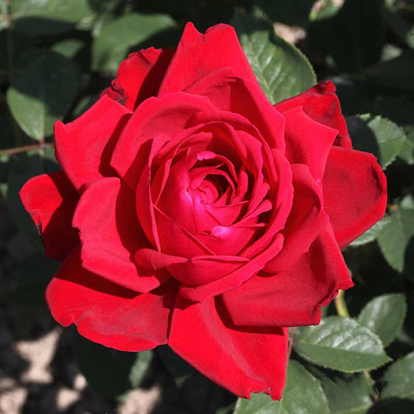 Роза чайно-гибридная Бургунд Садовита