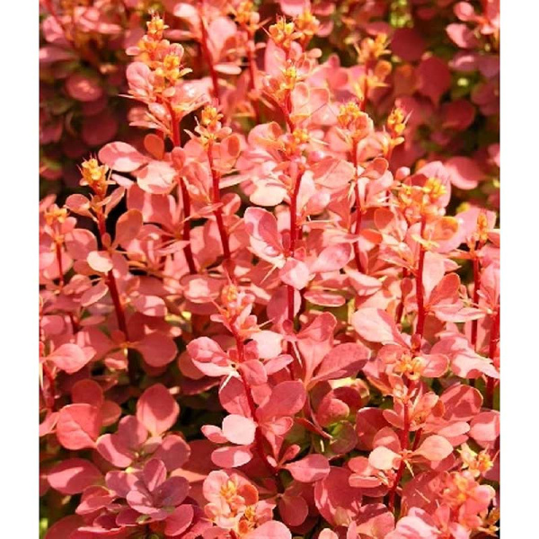 Барбарис Тунберга Оранж Санрайз P9 шт