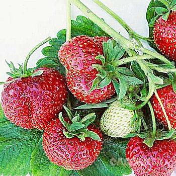 Земляника садовая Боровицкая (цена за 40 шт) ОСП