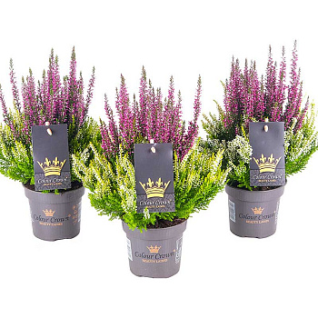 16684 Вереск Обыкновенный Колор Краун (Анук-Лина) P12 конт. шт