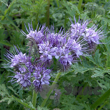 Фацелия 1 кг Зеленый уголок (10)