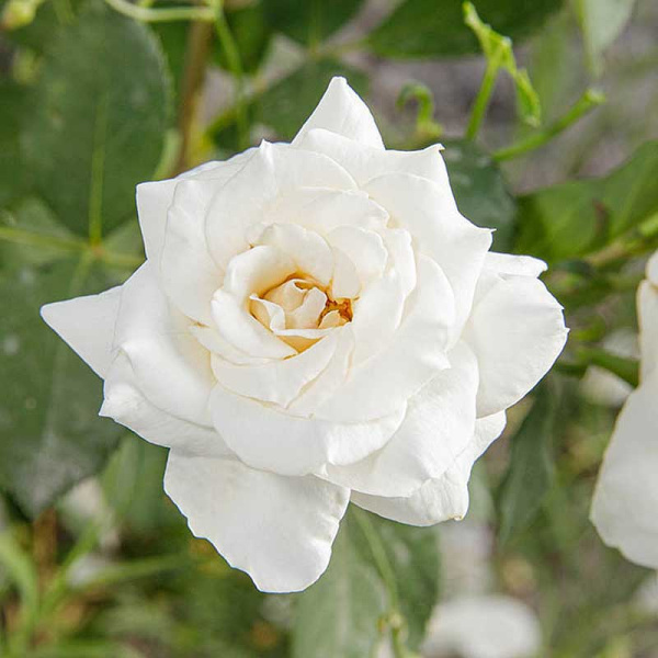 Роза спрей Сноу дэнс Садовита