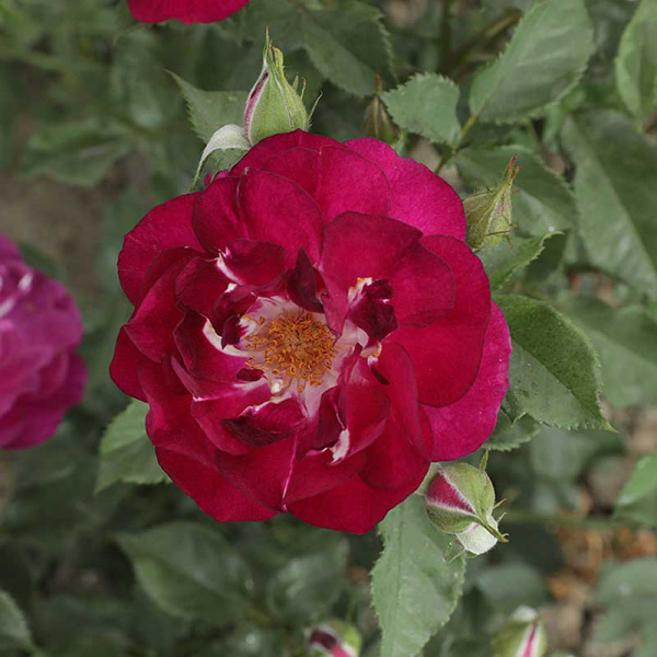 Роза Канадская (флорибунда) Кримсон Айс Садовита