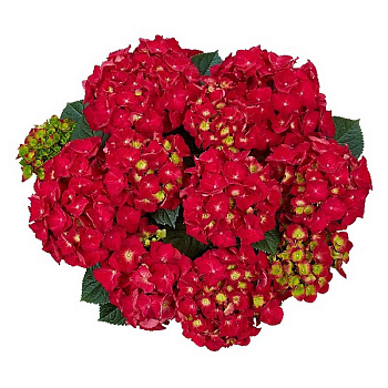 5711 Гортензия Крупнолистовая Спиди Рэд Импрувед P12 ,шт