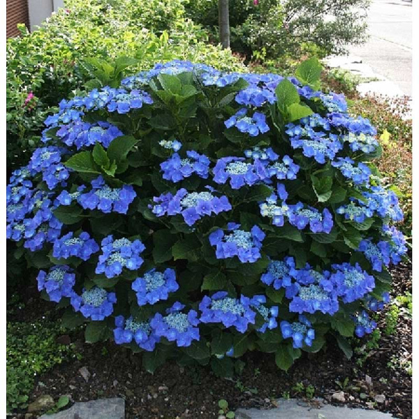 Гортензия Крупнолистовая Блаумейзе P9