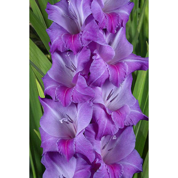 Гладиолус Блу Бьюти Рс 8/10 5 шт Садовита