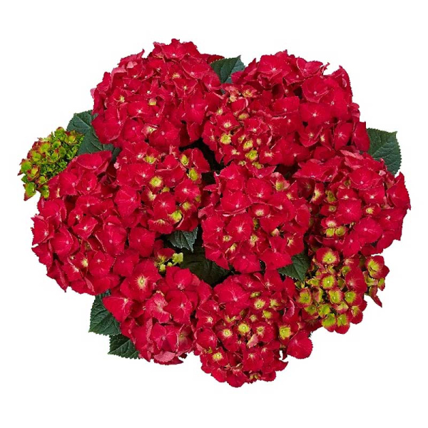 5711 Гортензия Крупнолистовая Спиди Рэд Импрувед P12 ,шт