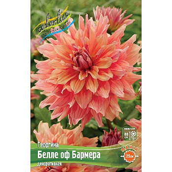Георгина Белле Оф Бармера I 15 шт Шоу-бокс 8892 