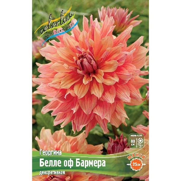 Георгина Белле Оф Бармера I 15 шт Шоу-бокс 8892 