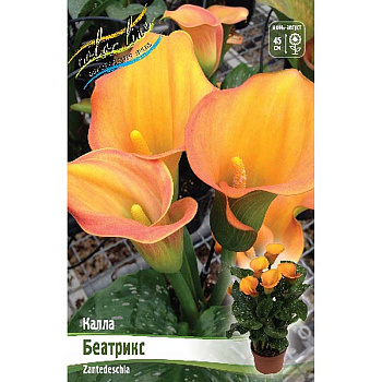 Калла Беатрикс 12/14 2 шт 