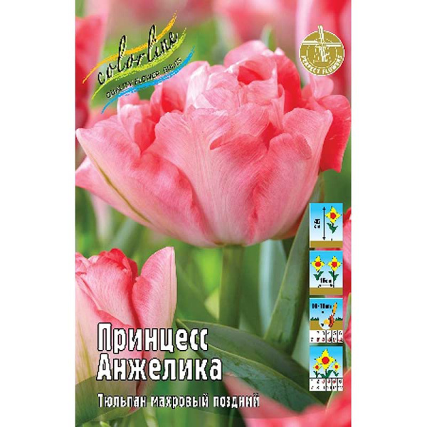 970 Шоу-Бокс Тюльпан Принцесс Анжелика 11/12 75 шт