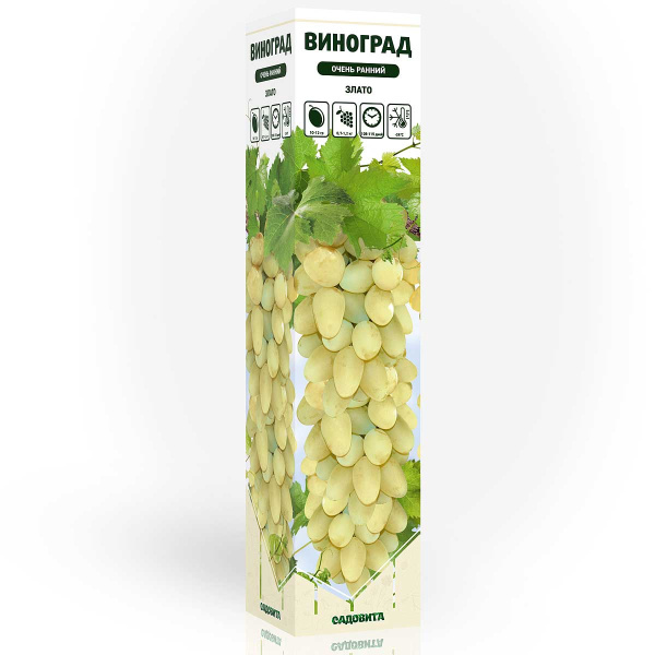 Виноград Злато очень ранний Садовита
