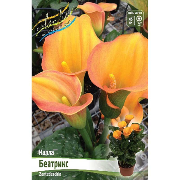 Калла Беатрикс 12/14 2 шт 