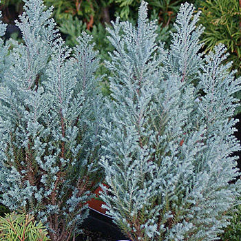 Кипарисовик Лавсона Блю Сюрпрайз P9 20-25