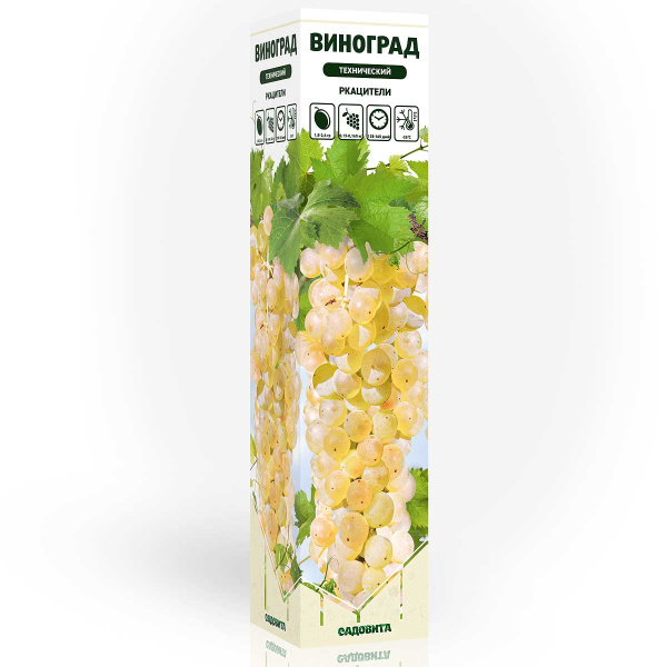 Виноград Ркацители технический (среднепоздний) Садовита