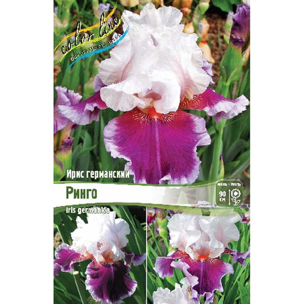Ирис Германский Ринго I 25 шт Биг-пак 1679
