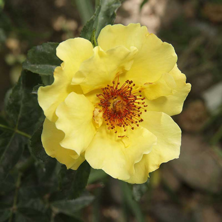 Роза плетистая Казино Садовита