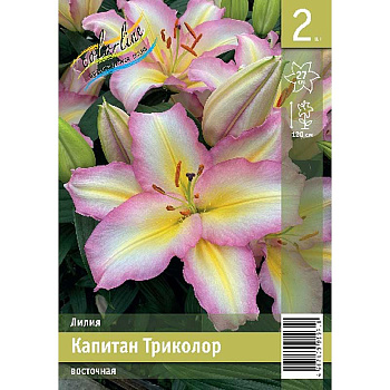 Лилия Капитан Триколор 12/14 2 Эконом шт