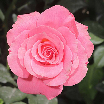 Роза плетистая Лавиния Садовита