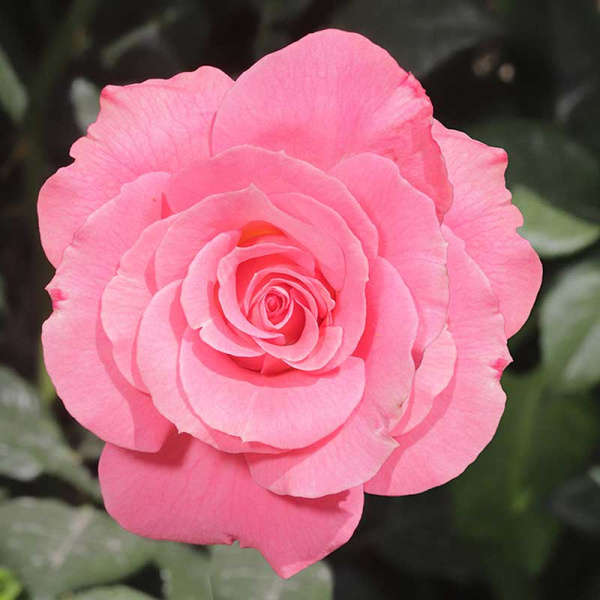 Роза плетистая Лавиния Садовита