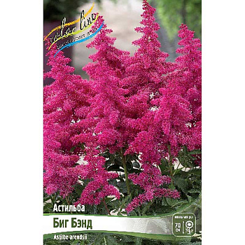Астильба Биг Бэнд 2/3 n 25 шт Биг-пак 2489
