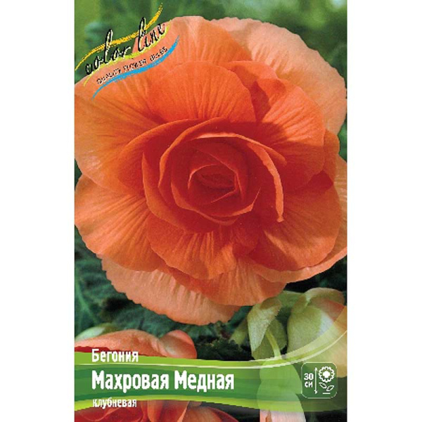 Бегония Махровая Медная 5/6 3 шт 