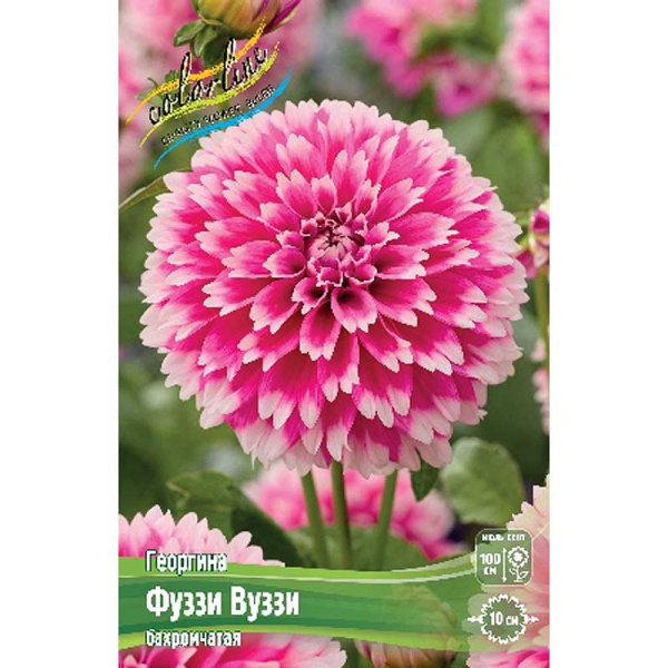 Георгина Фуззи Вуззи I 1 шт