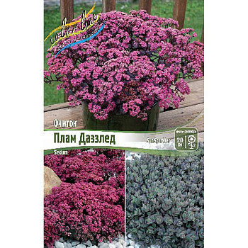 Очиток Даззлберри *Sunsparkler I 1 шт