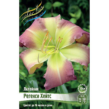 Лилейник Регенси Хейтс I 1 шт