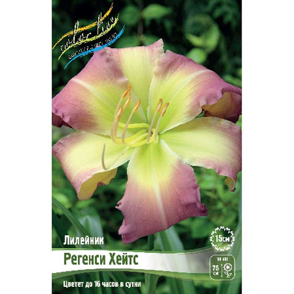 Лилейник Регенси Хейтс I 1 шт