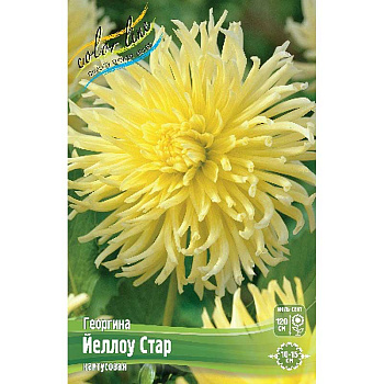 Георгина Йеллоу Стар I 15 шт Шоу-бокс 9092