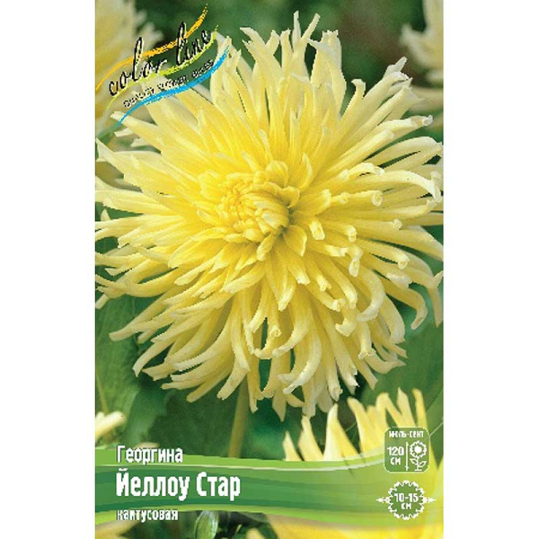 Георгина Йеллоу Стар I 15 шт Шоу-бокс 9092