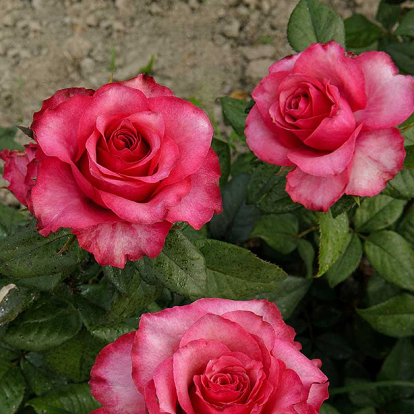 Роза чайно-гибридная Дип Вотер Садовита